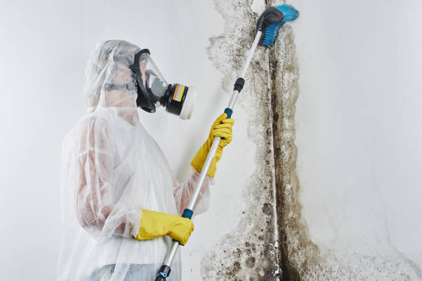 Best Mold Removal for HVAC Installations  in Albers, IL