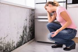 Mold Remediation for Rental Properties in Albers, IL